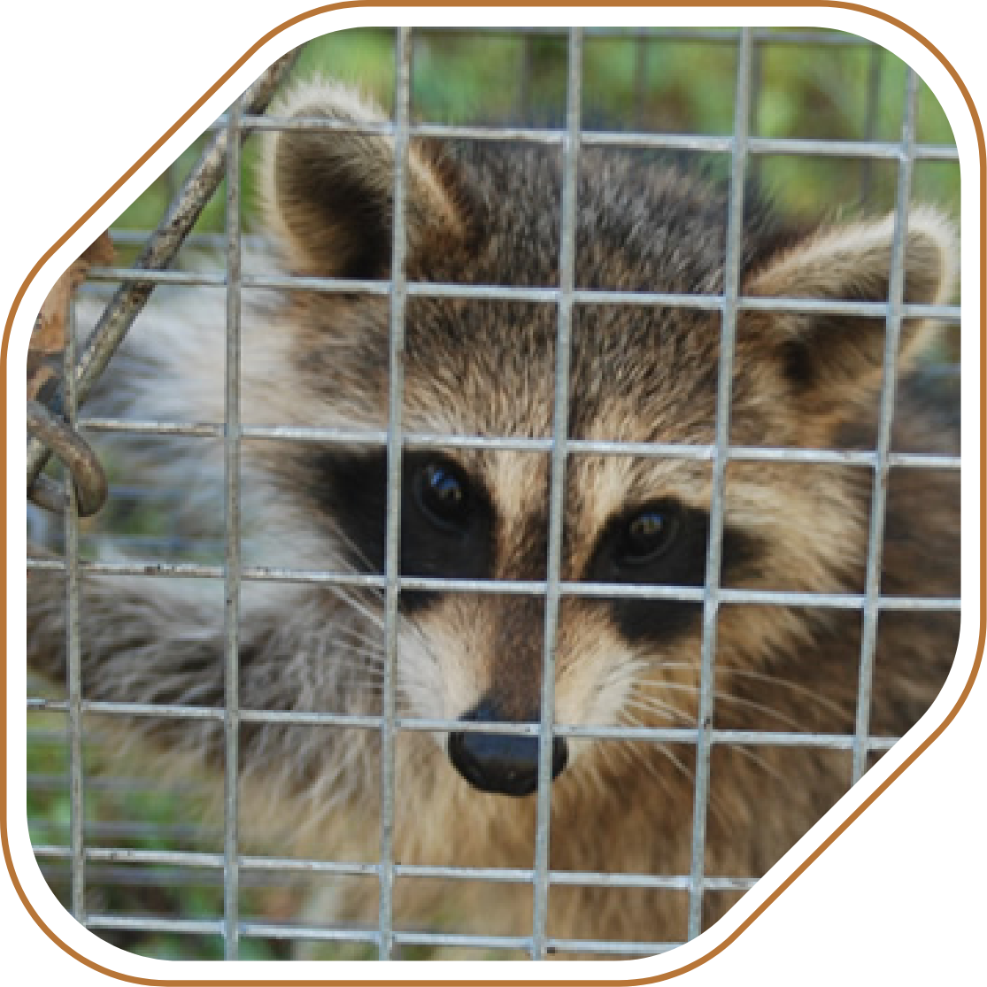 Wildlife removal in progress