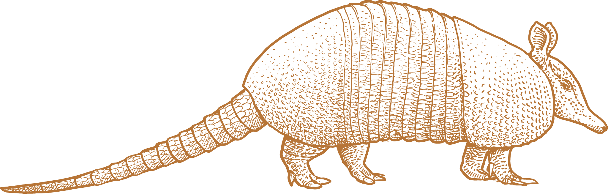 Armadillo