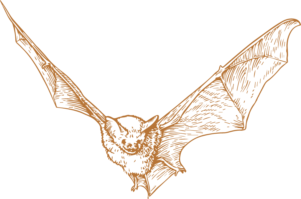 Bat