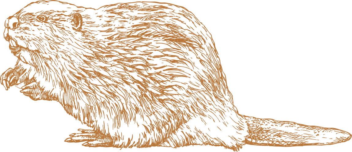 Beaver