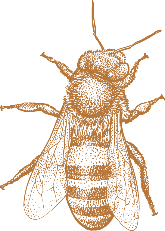 Bees, Wasps, & Hornets