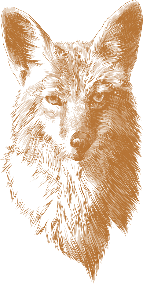 Coyote