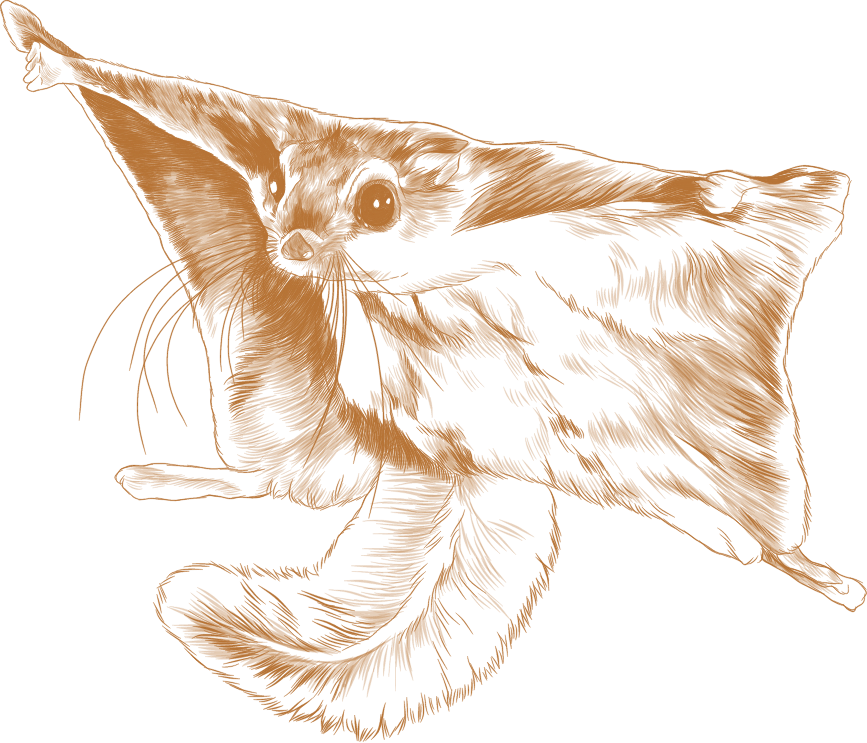 Flying Squirrel