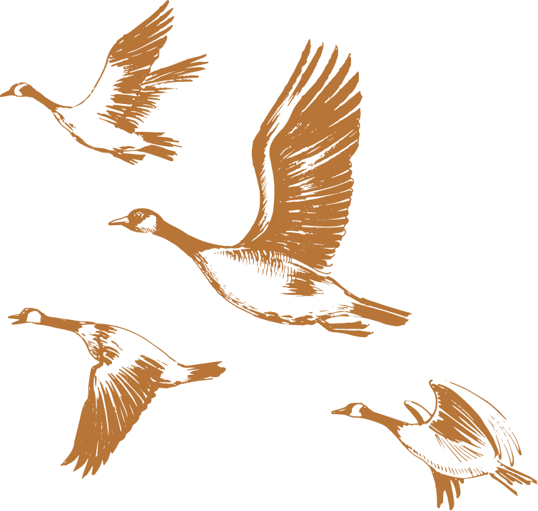 Geese