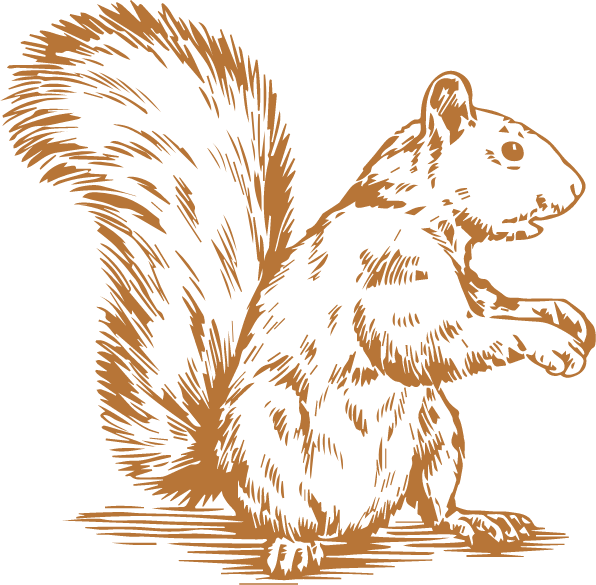 Gray Squirrel