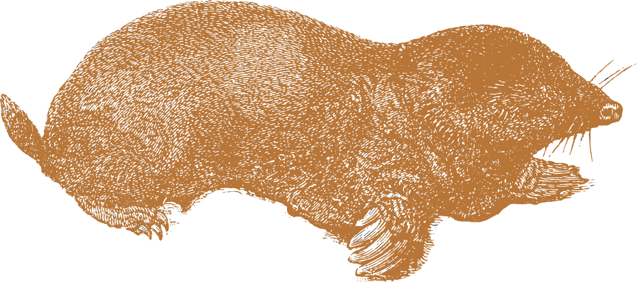Mole