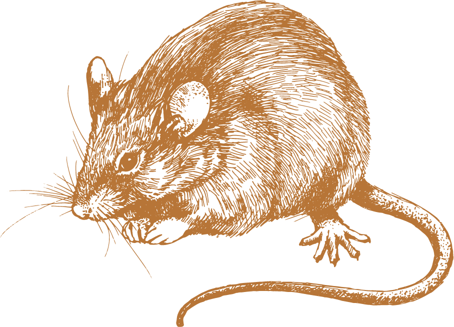 Mouse & Rat