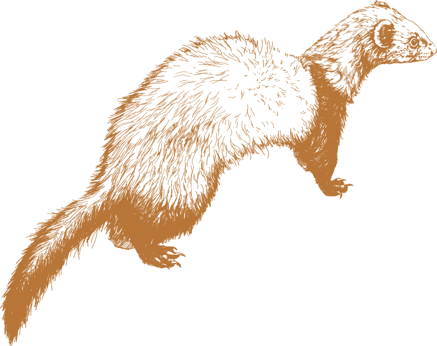 Otters
