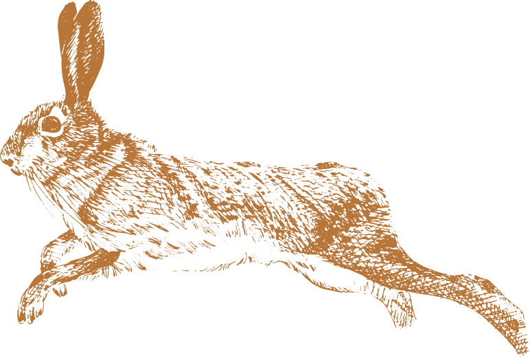 Rabbit
