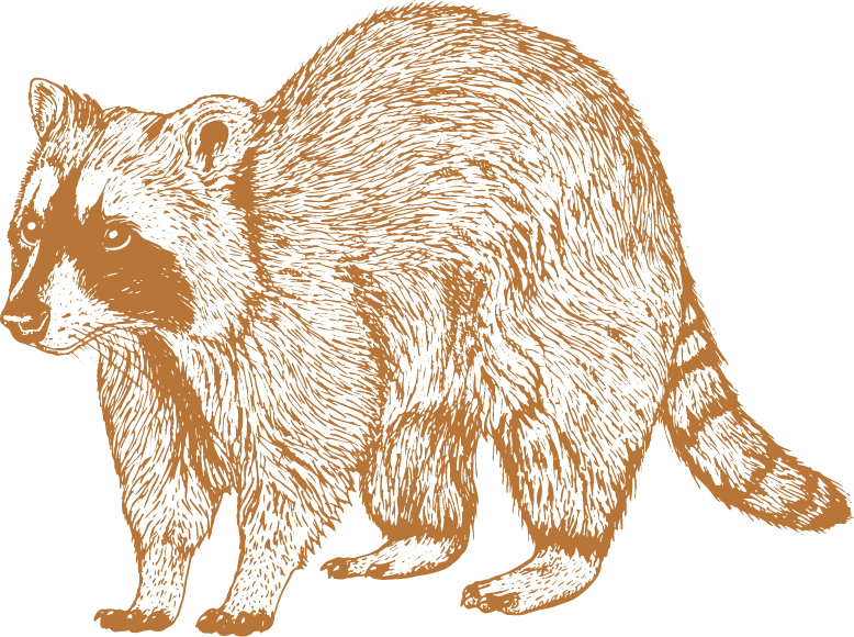 Raccoon