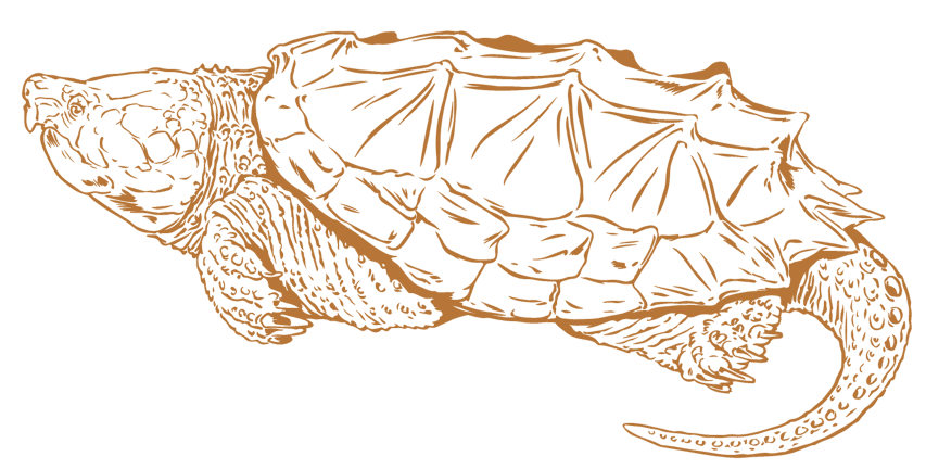 Turtle