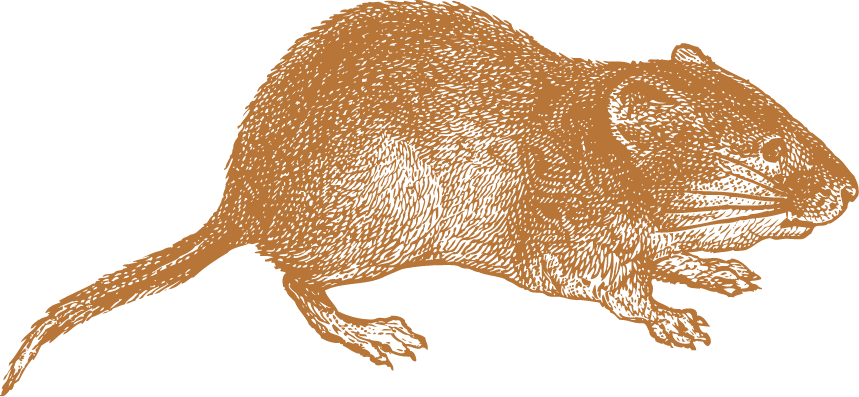 Vole